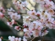 無料壁紙 桜